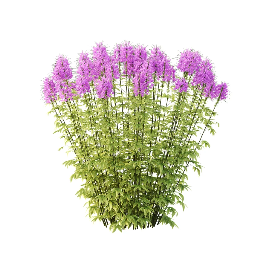 ntal annual, but is impressive for its long flowering period and impressive floral display. We reveal whether the spider flower is hardy and which location is optimal for successful planting.The spider flower belongs to the spider family (Cleomaceae) and comes from subtropical Central and South America. The taxonomy of the beautiful spider flower has not yet been clearly defined, which is why you can also come across names such as Cleome hassleriana and Tarenaya hassleriana when looking for the summer flower. It is often called spiny spider flower or bee plant. The long stamens of the flowers give this special ornamental plant its name. Together with the petals, the appearance is reminiscent of a spider with long legs. This is why it’s known as the “spiny spider flower”. The long and narrow pod fruits are formed during the flowering period from July to October. Depending on the variety, the spider flower shines with pink, purple, red or white flowerheads and grows between 90 and 160cm tall. - Image 2