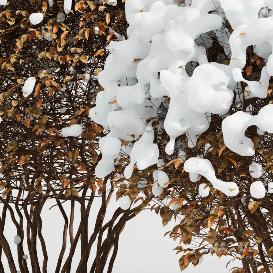 Av Winter Plant darf Yaupon Holly Winter - Image 4