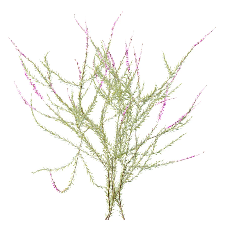 AV Plant Bush Purple Heather Calluna Vulgaris - Image 7