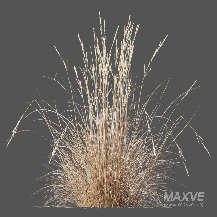 AV Plant Purple Moor Grass Molinia Caerulea Fall - Image 1