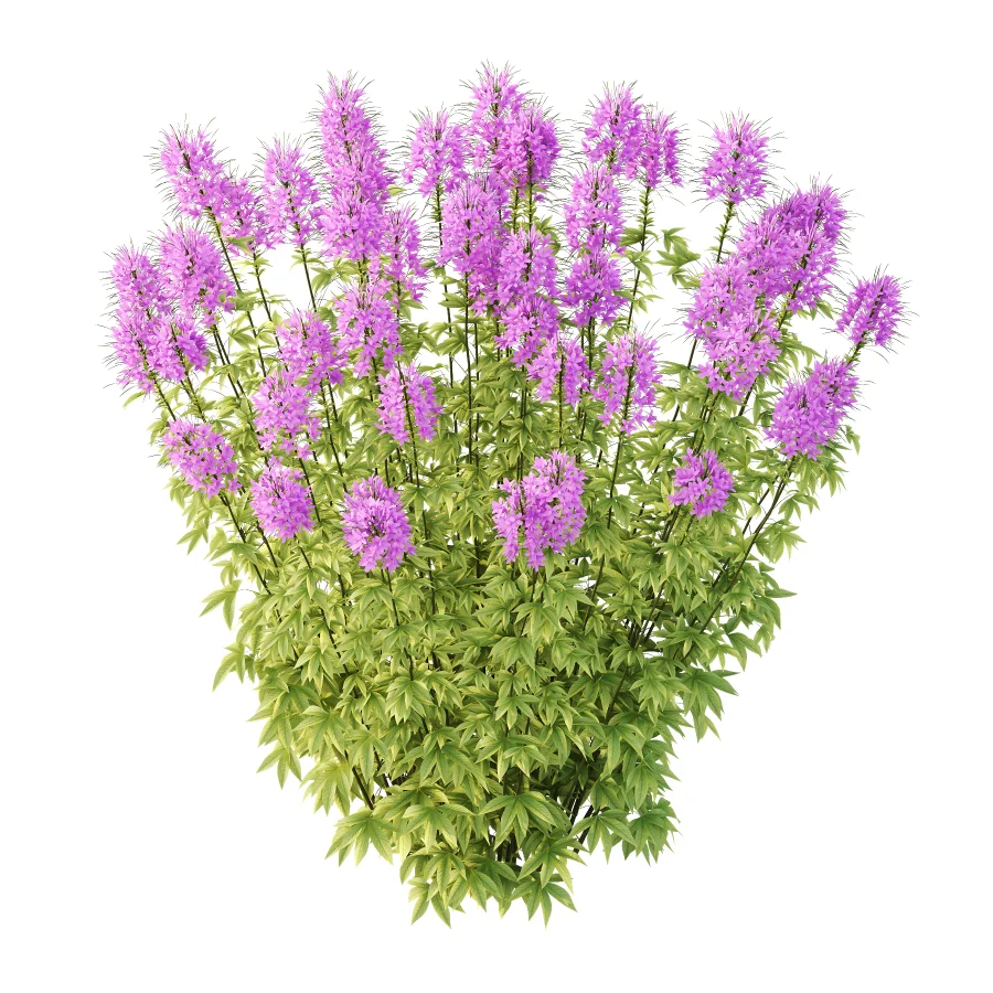 ntal annual, but is impressive for its long flowering period and impressive floral display. We reveal whether the spider flower is hardy and which location is optimal for successful planting.The spider flower belongs to the spider family (Cleomaceae) and comes from subtropical Central and South America. The taxonomy of the beautiful spider flower has not yet been clearly defined, which is why you can also come across names such as Cleome hassleriana and Tarenaya hassleriana when looking for the summer flower. It is often called spiny spider flower or bee plant. The long stamens of the flowers give this special ornamental plant its name. Together with the petals, the appearance is reminiscent of a spider with long legs. This is why it’s known as the “spiny spider flower”. The long and narrow pod fruits are formed during the flowering period from July to October. Depending on the variety, the spider flower shines with pink, purple, red or white flowerheads and grows between 90 and 160cm tall. - Image 1