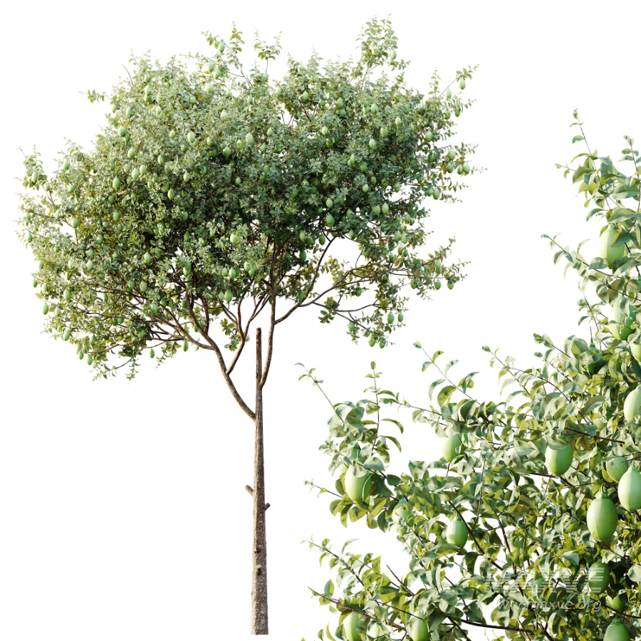 AV Plants Citrus Meyer Lemon Version02 - Image 1