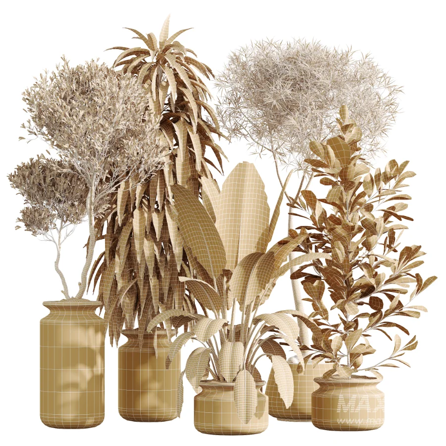 AV Indoor Plants Set 439 Ficus Beliza and Olive and Ficus Binnendijkii and Ficus Marginata and Ficus macrocarpa - Image 9