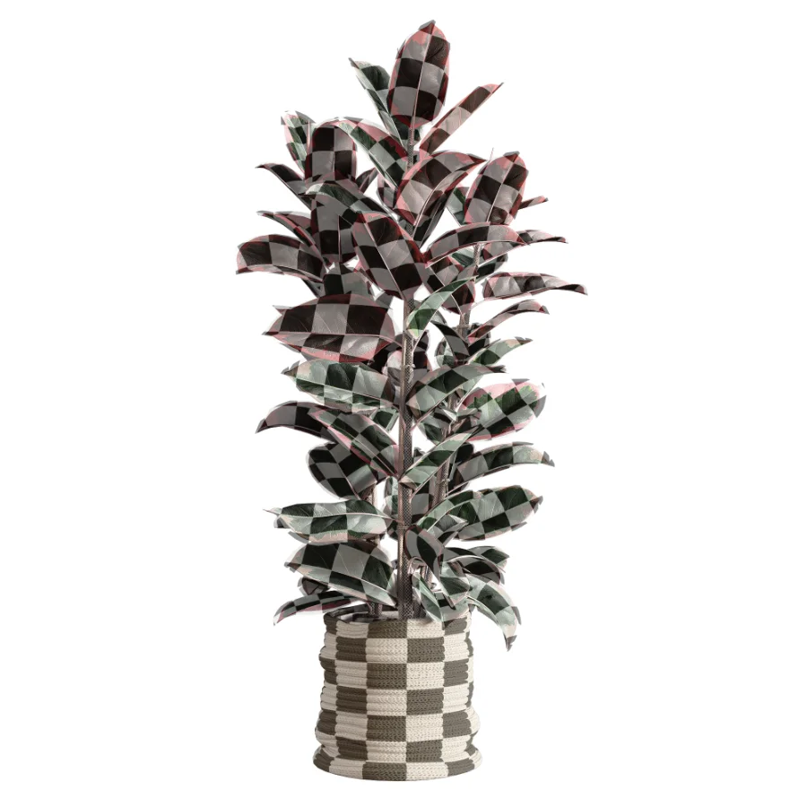 Red Ficus in Jute Pot - Image 2