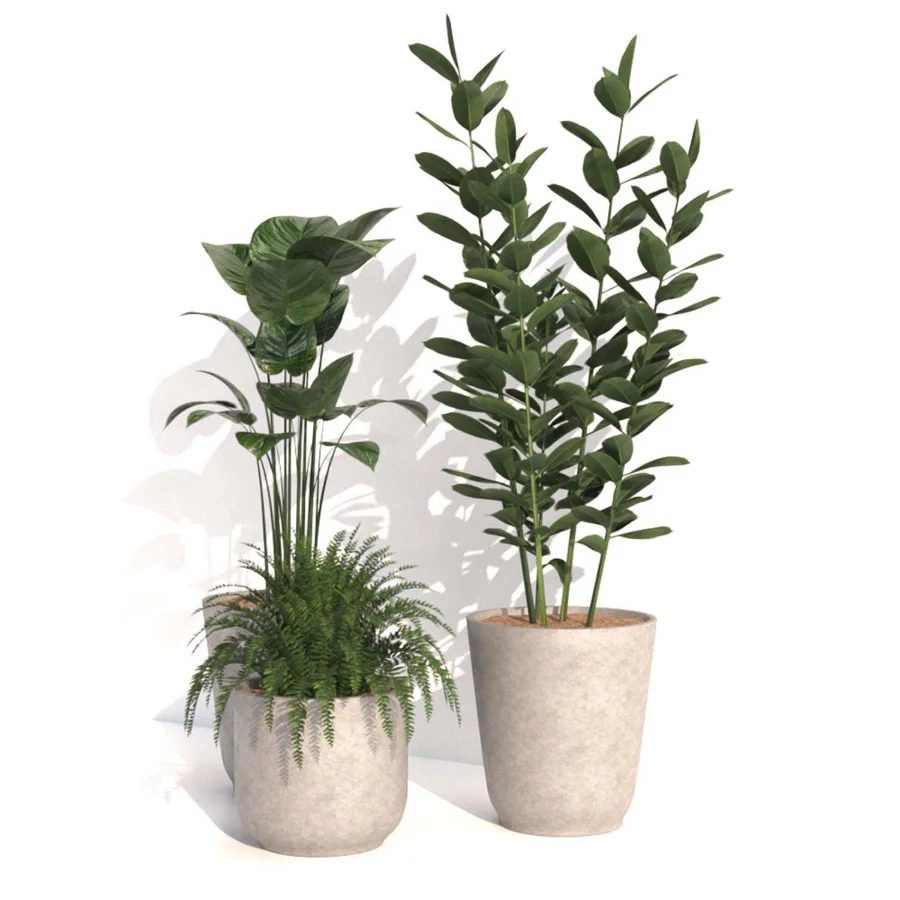 indoor plant_001 - Image 3