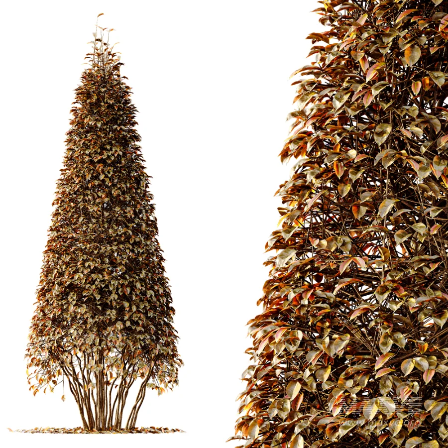 Av Winter Plant darf Yaupon Holly Winter - Image 5