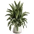 AV Indoor Plants Set 433 Ficus Marginata and Bird Of Paradise and Spineless Yucca and OLive Tree - Thumbnail 3