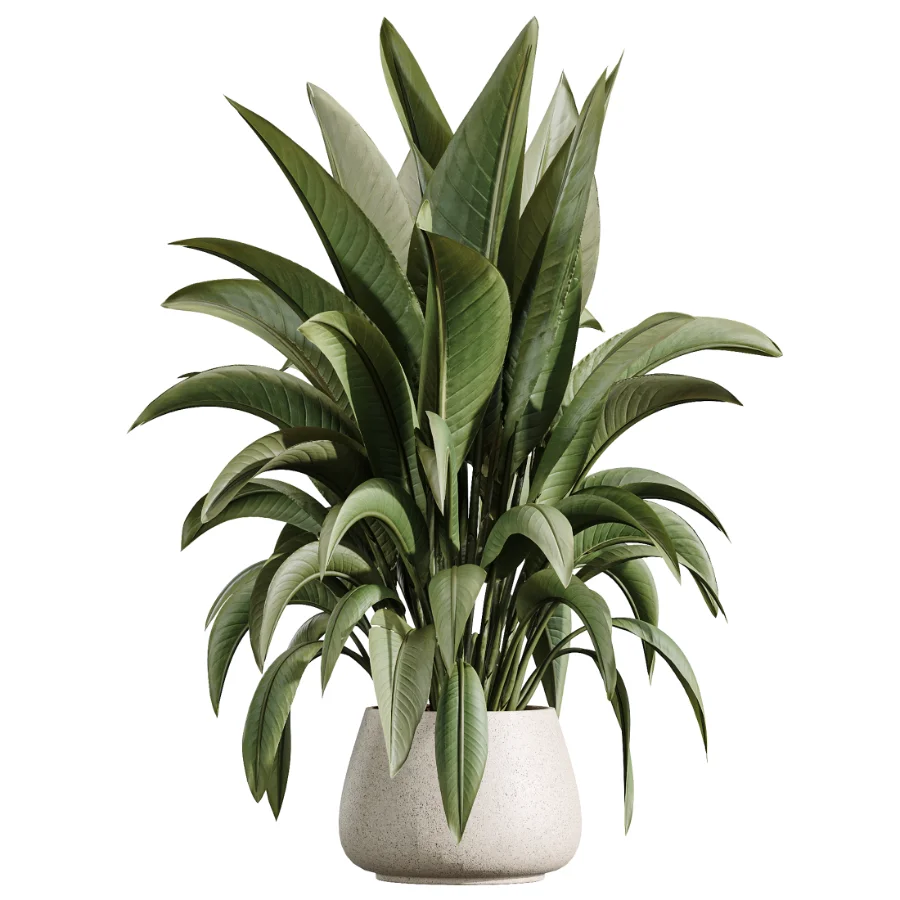 AV Indoor Plants Set 433 Ficus Marginata and Bird Of Paradise and Spineless Yucca and OLive Tree - Image 3
