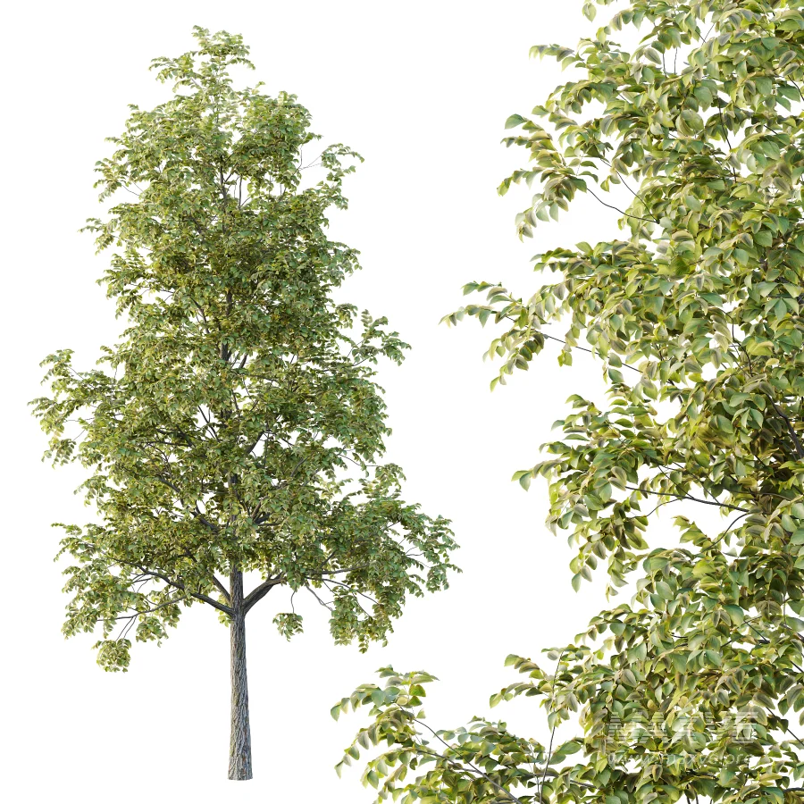 Chinese ash Tree Fraxinus chinensis 02 - Image 4