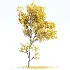AV Fall trees Acer Saccharinum and Maidenhair Ginkgo - Thumbnail 3