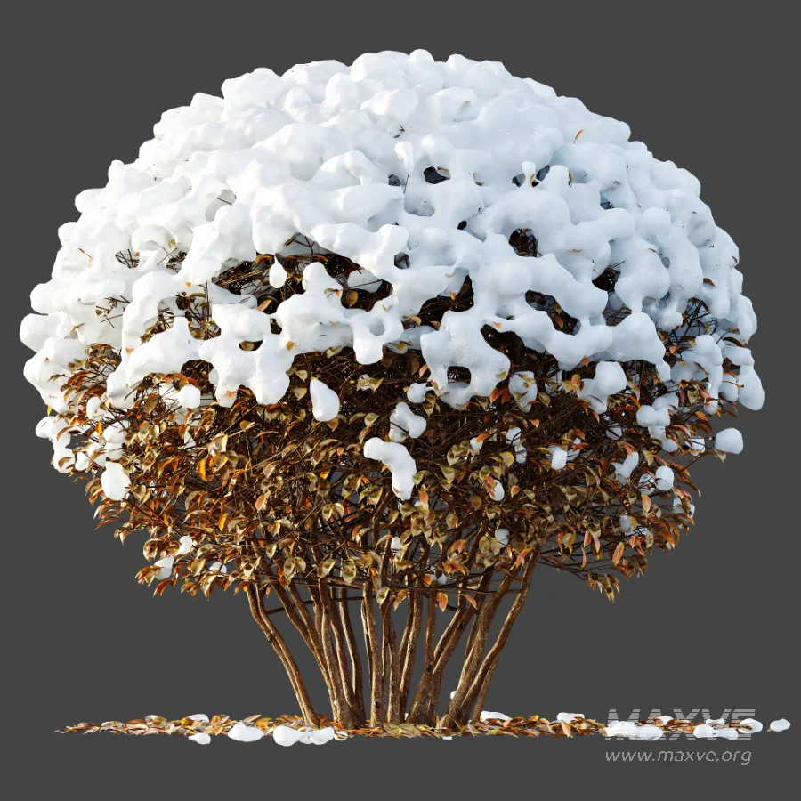 Av Winter Plant darf Yaupon Holly Winter - Image 6