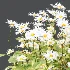 Common Daisy Flower Plant 02 - Thumbnail 2