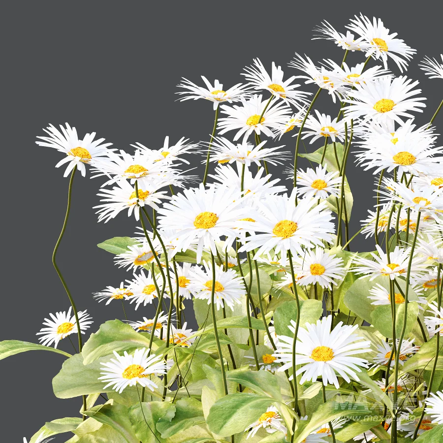 Common Daisy Flower Plant 02 - Image 2
