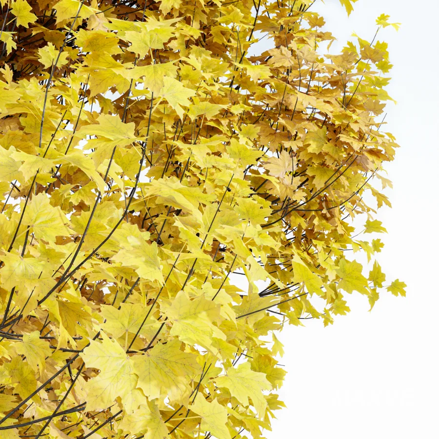 AV Fall trees Acer Saccharinum and Maidenhair Ginkgo - Image 7
