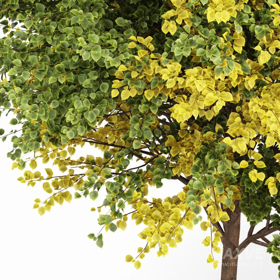 AV Autumn trees - Image 2