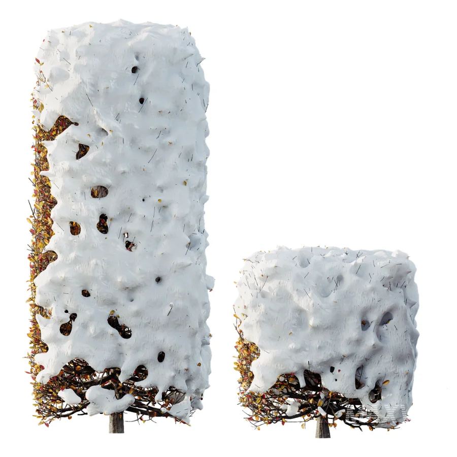 AV Winter plant Snow Quihoui Privet and Snow Abelia Grandiflora - Image 5