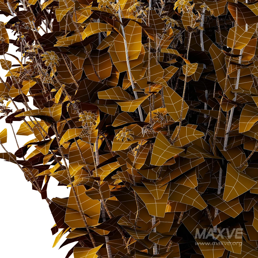 Senecio jacobaea wild flowers Tansy ragwort 04 - Image 6