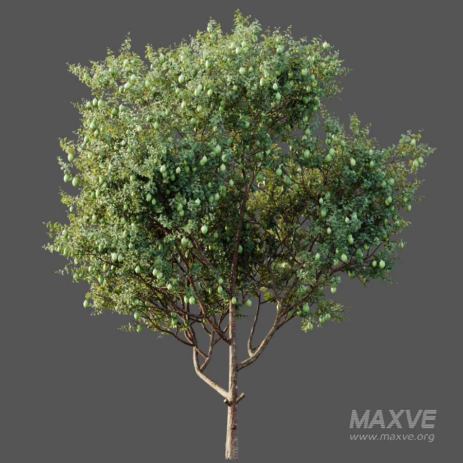 AV Plants Citrus Meyer Lemon Version02 - Image 4