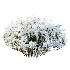 AV Winter Plant Snow Phillyrea Angustifolia Rosemarinifolia and Snow Juniperus Sabina - Thumbnail 2
