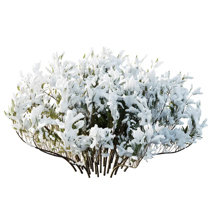 AV Winter Plant Snow Phillyrea Angustifolia Rosemarinifolia and Snow Juniperus Sabina - Image 2