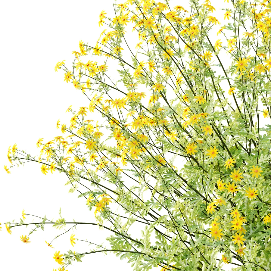 Senecio jacobaea wild flowers Tansy ragwort 03 - Image 2