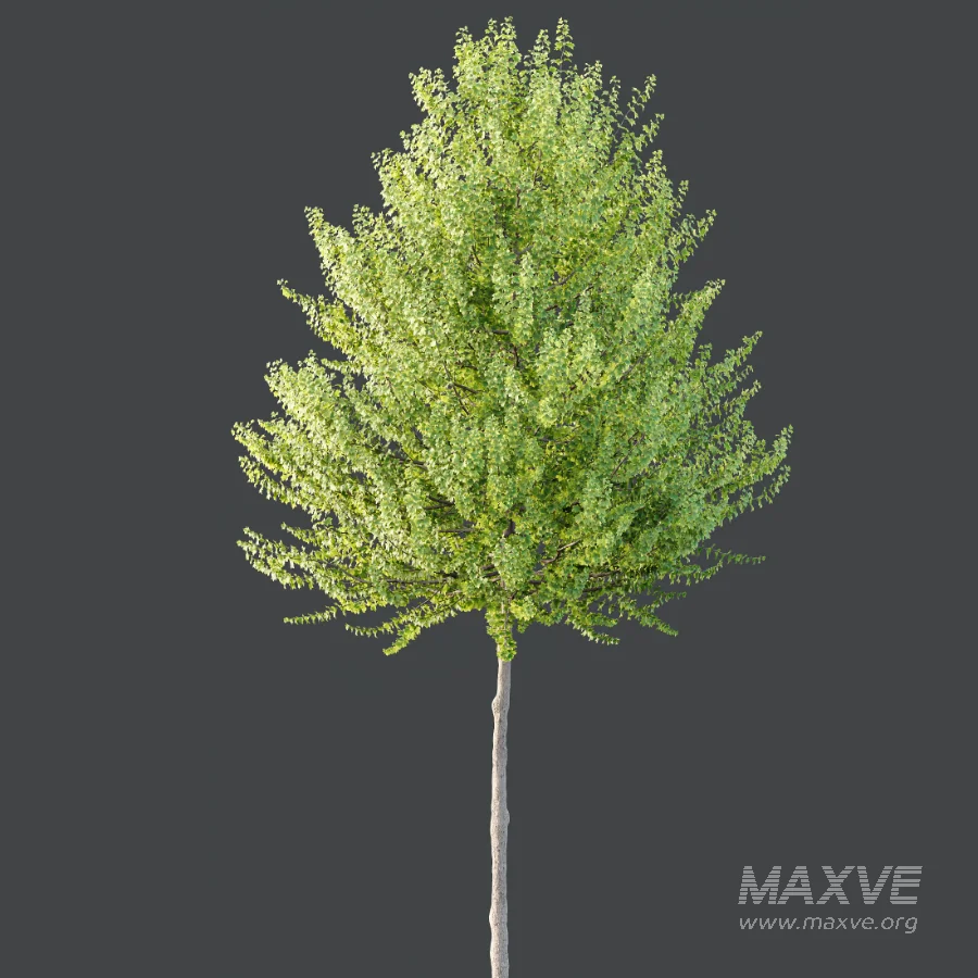 AV Acer X freemanii Freeman Maple Sapindaceae Tree set 03 - Image 3