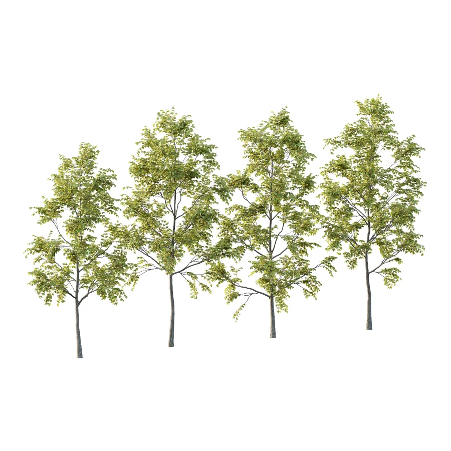 Chinese ash Tree Fraxinus chinensis 04 - Image 3