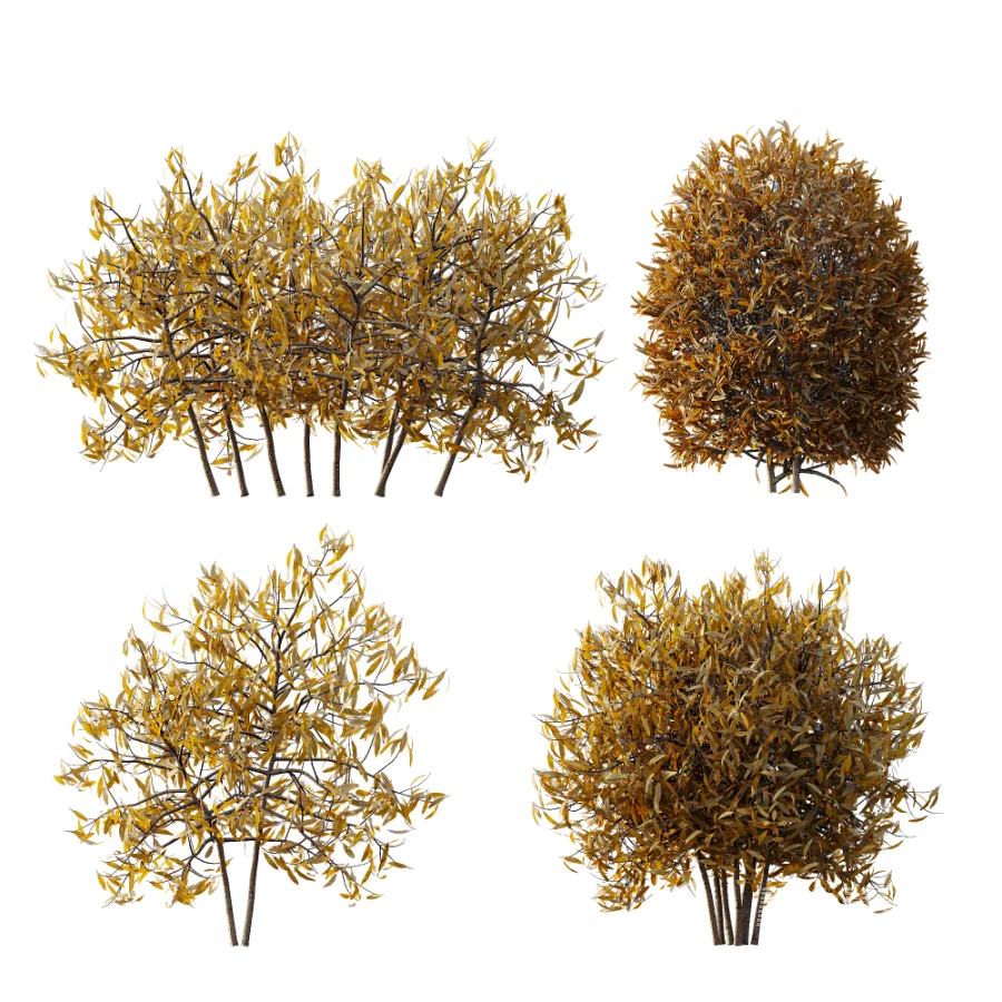 AV WinterPlant Snow Arboreum Bush and Snow Phillyrea Angustifolia - Image 7