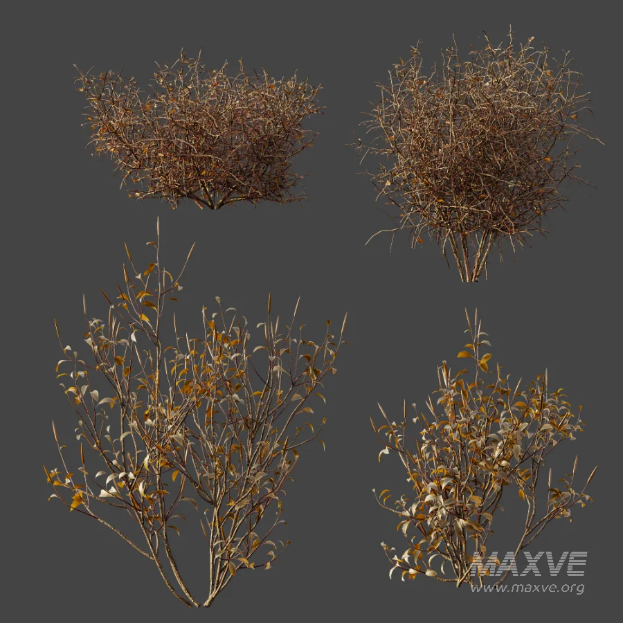 AV Winter Plant Snow Cornus sanguinea and Snow Kapebonavista Pachystachys - Image 6