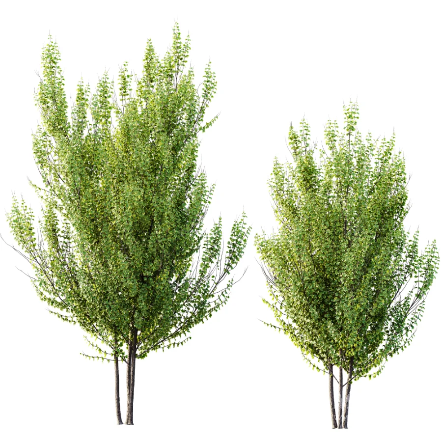 AV Acer X_freemanii Freeman Maple Sapindaceae Autumn Blaze set 05 - Image 2