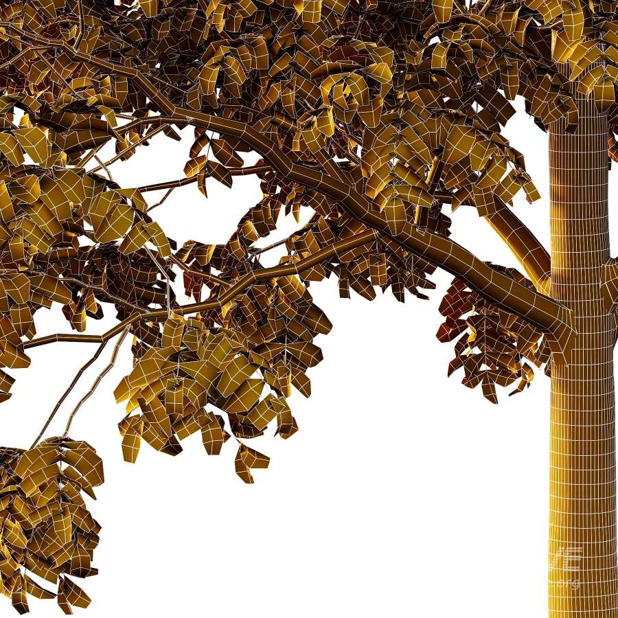 Chinese ash Tree Fraxinus chinensis 02 - Image 5