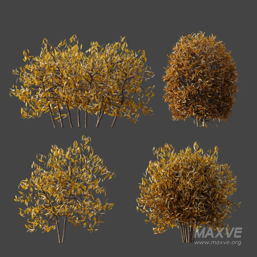 AV WinterPlant Snow Arboreum Bush and Snow Phillyrea Angustifolia - Image 8