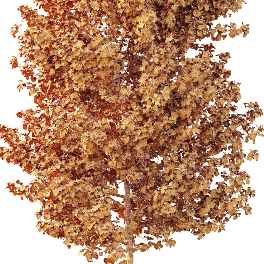 AV Autumn trees Acer X freemanii Freeman Maple Sapindaceae Set set 04 - Image 4