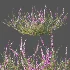 AV Plant Bush Purple Heather Calluna Vulgaris - Thumbnail 11