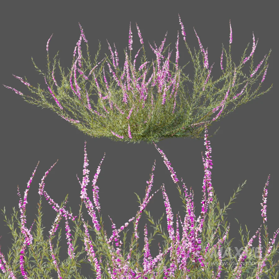 AV Plant Bush Purple Heather Calluna Vulgaris - Image 11