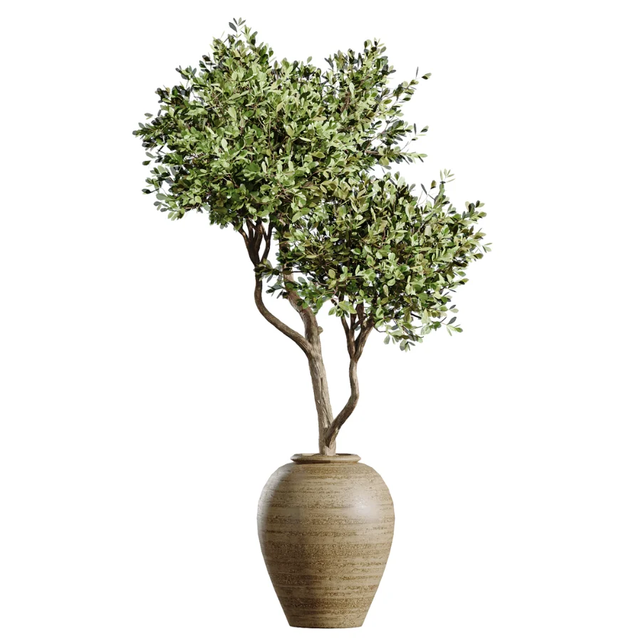 AV Indoor Plants Set 438 Olive and Alocasia Elefantenohr and Yucca Palm and Europaea Olive and Briful Pachira - Image 3