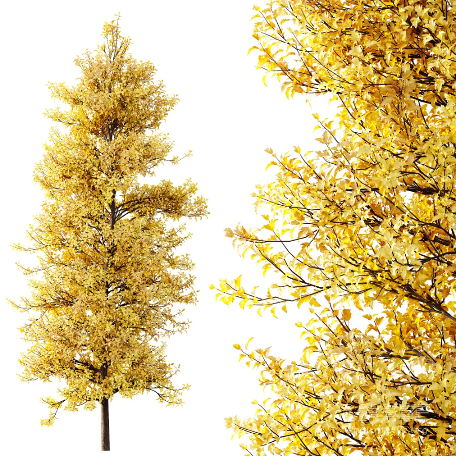 AV Acer Buergerianum Fall and Acer X freemanii - Image 3