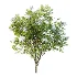 Sambucus nigra Tree 05 - Thumbnail 1