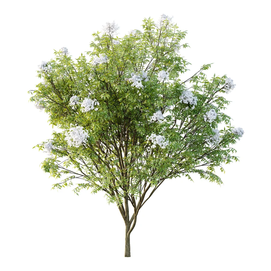 Sambucus nigra Tree 05 - Image 1