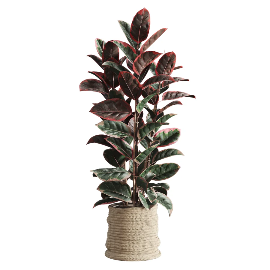Red Ficus in Jute Pot - Image 1