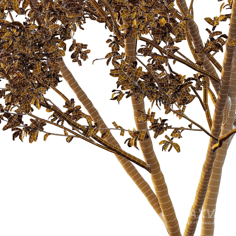 Chinese ash Tree Fraxinus chinensis 08 - Image 1