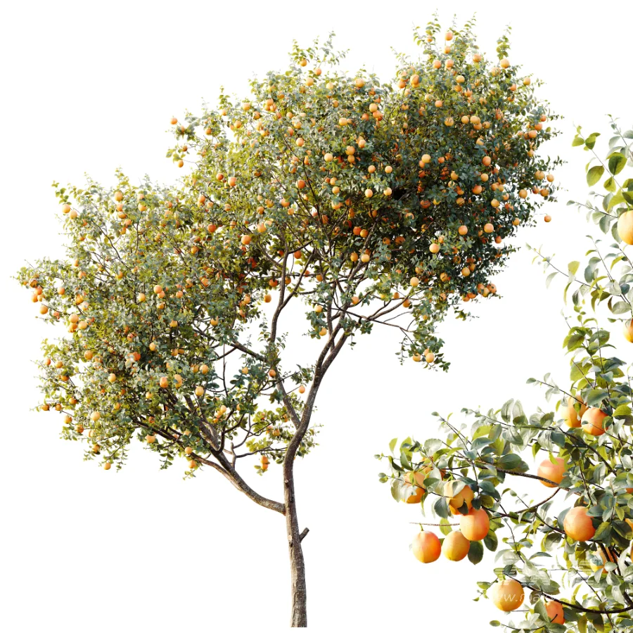 AV Plants Citrus Sinensis Orange Arancio Version02 - Image 3