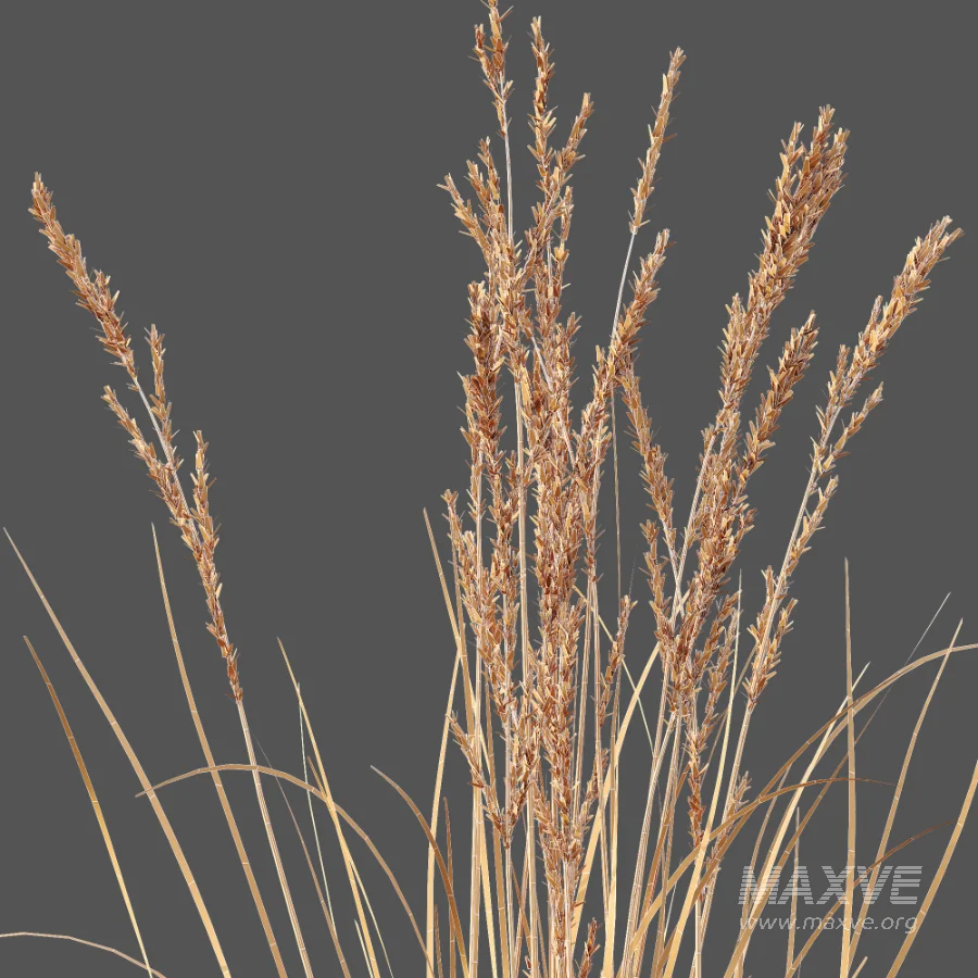 AV Plant Purple Moor Grass Molinia Caerulea - Image 12