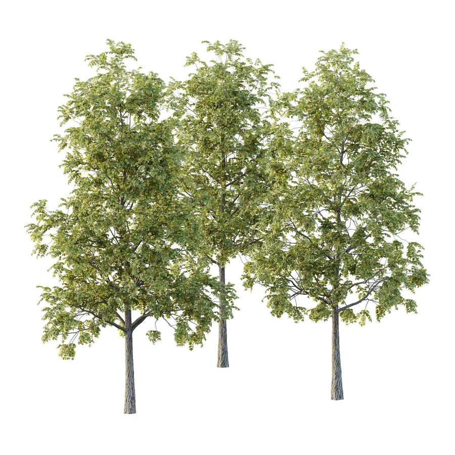 Chinese ash Tree Fraxinus chinensis 02 - Image 1