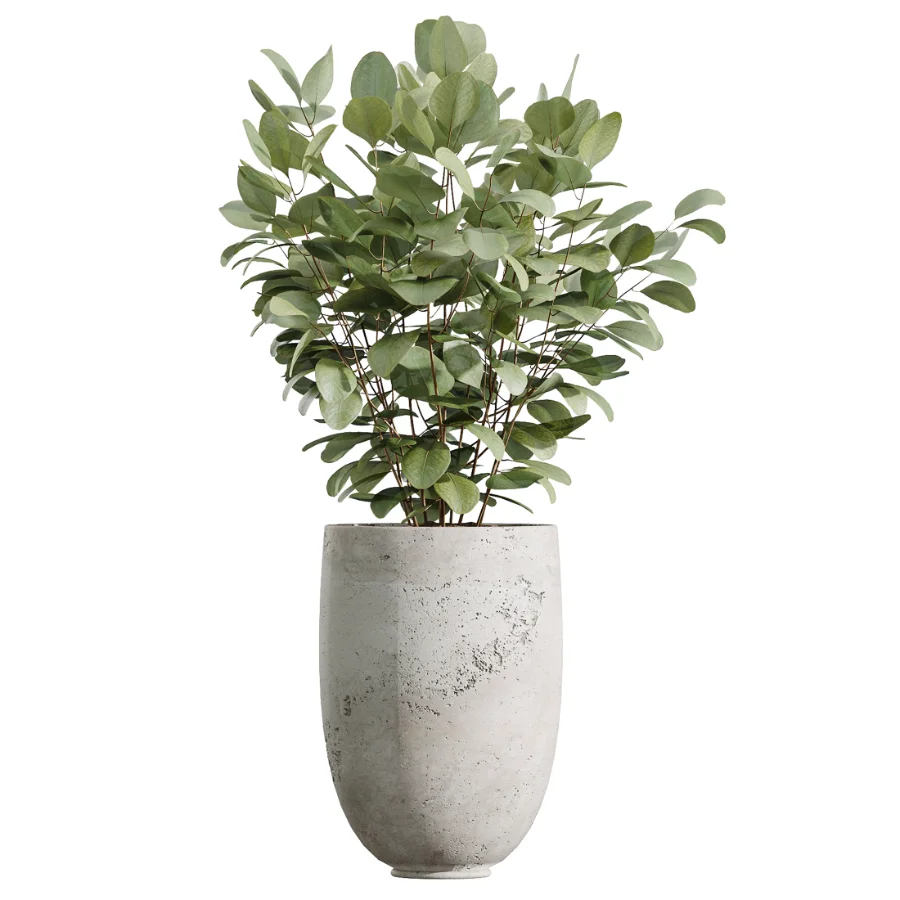 AV Indoor Plants Set 440 Eucalyptus Bouquet and Yucca and Olive and Orange Tree and Aloe Vera - Image 2