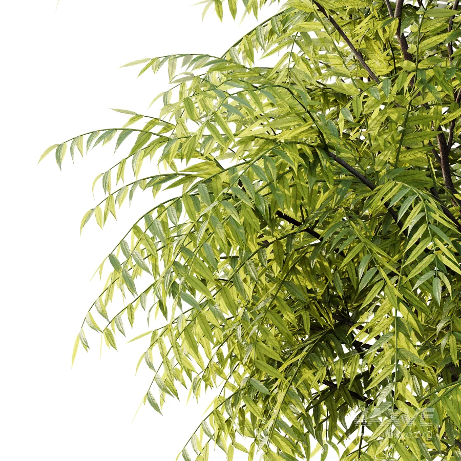 Averrhoa bilimbi Tree 01 - Image 7