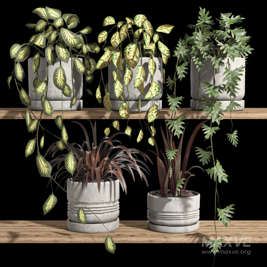 ivy potted plants on shelf - Image 2