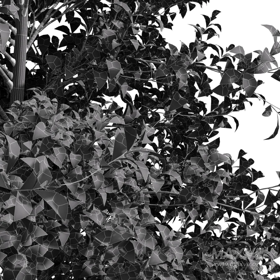 AV Acer Buergerianum Fall and Acer X freemanii - Image 6