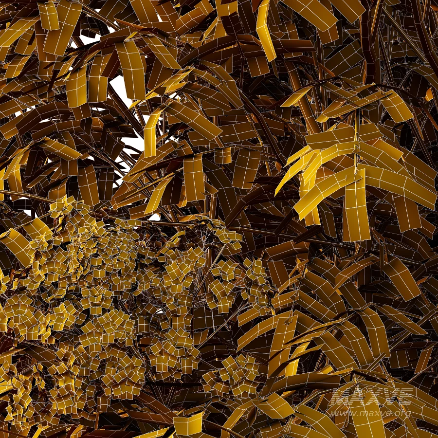 Sambucus nigra Tree 05 - Image 2