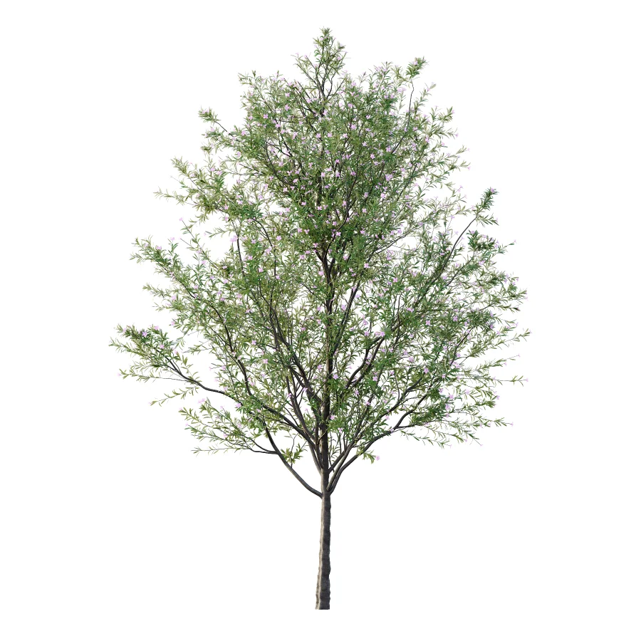 nerium oleander pink tree 02 - Image 1